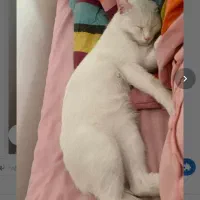 گربه سفید گمشده