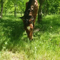 اسب|اسب و تجهیزات اسبسواری|شازند, |دیوار