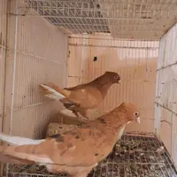 یه جفت زرد دمسفید خالدار