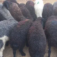 بره نر افشار پای پروار