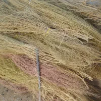 جارو (گزگه باخی )|خدمات باغبانی و درختکاری|جوانرود, |دیوار