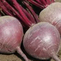 چغندر لبویی خوش رنگ وشیرین