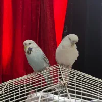 مرغ عشق نر