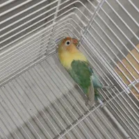 طوطی برزیلی مولد|پرنده|شیراز, محراب|دیوار