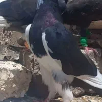 قره