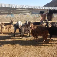 (۲۵راس تیبز لری داشتی)|حیوانات مزرعه|خرم‌آباد, |دیوار