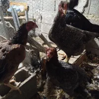 جوجه لاری فروشی