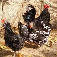 مرغ و خروس گلین،فول کیفیت