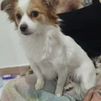 حیوان خانگی|سگ|وحیدیه, |دیوار