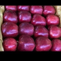 هرس کاری|خدمات باغبانی و درختکاری|ارومیه, |دیوار