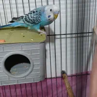 دوعدد مرغ عشق نر وماده|پرنده|قم, حاج خلیل|دیوار