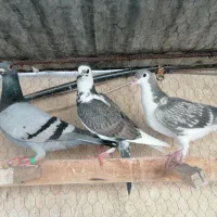 کبوتر