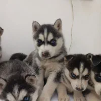 هاسکی نر و ماده