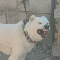 واگذاری سگ خراسانی|سگ|تیران, |دیوار