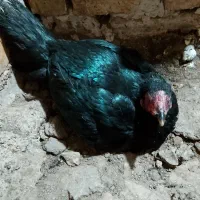 مرغ لاری کرچ