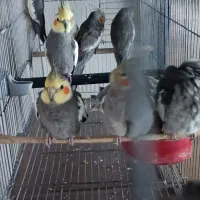 طوطی عروس هلندی تک و عمده|پرنده|خرمدره, |دیوار