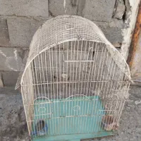 قفس سالم