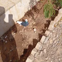 کبوتر طوقی|پرنده|اقلید, |دیوار