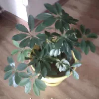 گل های آپارتمانی