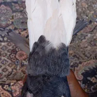 کفتر دم سفید