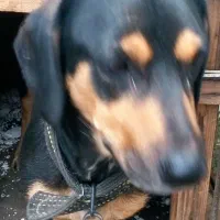 سگ پاکوتاه داشهندسوسیسی نردوساله اصیل