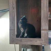 گربه سیاه  بریتیش|گربه|محمدیه-قزوین, |دیوار