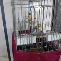 یک جفت عروس هلندی|پرنده|ری, ظهیرآباد|دیوار