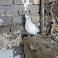 ماده ۵ ساعته( مجانی)