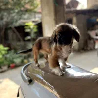 سگ خانگی پیکینیز امپریال|سگ|ساری, |دیوار