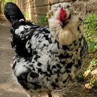 جوجه گلین زیر مرغی