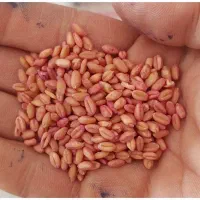 گندم کوهدشت