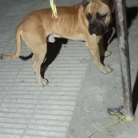 سگ باکسر|سگ|بابل, |دیوار