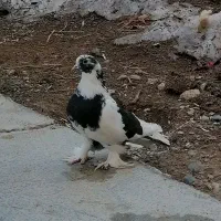 کبوتر سسلی گولی