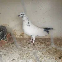 همه عالی به شرط گرفتنی هستن|پرنده|تهران, هاشمی|دیوار