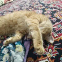 حیوان خانگی|گربه|گلبهار, شهر جدید گلبهار|دیوار