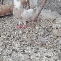 کبوتر طوقی|پرنده|اهواز, کوی فرهنگیان ۲|دیوار