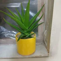 گل کاکتوس و آلوئه ورا