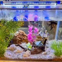 آکواریوم طول ۵۰ با کلیه لوازم در حد نو