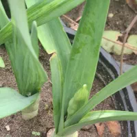 گل نرگس عطری پر ریشه پیاز قوی و درشت گل دار|گل و گیاه طبیعی|شلمان, |دیوار