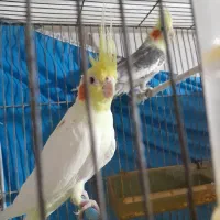 یک جفت عروس کهنه،بالغ کارداده و۱جفت جوجه ۳یا۴ماهه