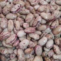 لوبیا چیتی