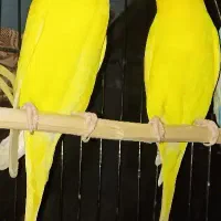 مرغ عشق چشم قرمز