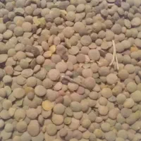 عدس زود پز و تازه