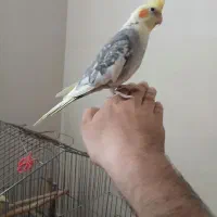 عروس هلندی دستی