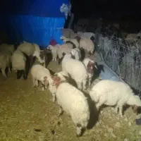 تعداد 15