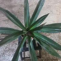 گل مناسب آپارتمان و دفتر کار