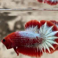 ماهی فایتر بلک مامبا.هل بوی.اف سی سی .هافمن|ماهی|زاهدان, |دیوار