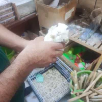 خرگوش|موش و خرگوش|محمدیه-قزوین, |دیوار