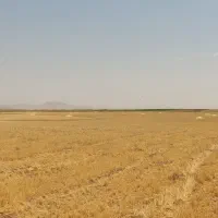 کاه دیم|لوازم جانبی حیوانات|آفتاب, |دیوار