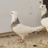 طوقی هفت رنگ شکلاتی،دم سیاه|پرنده|جم, |دیوار